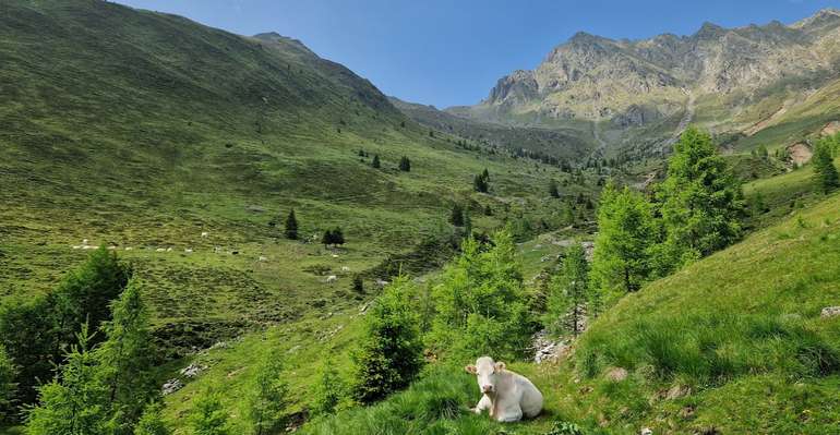 Hassleralm.jpg © Archiv