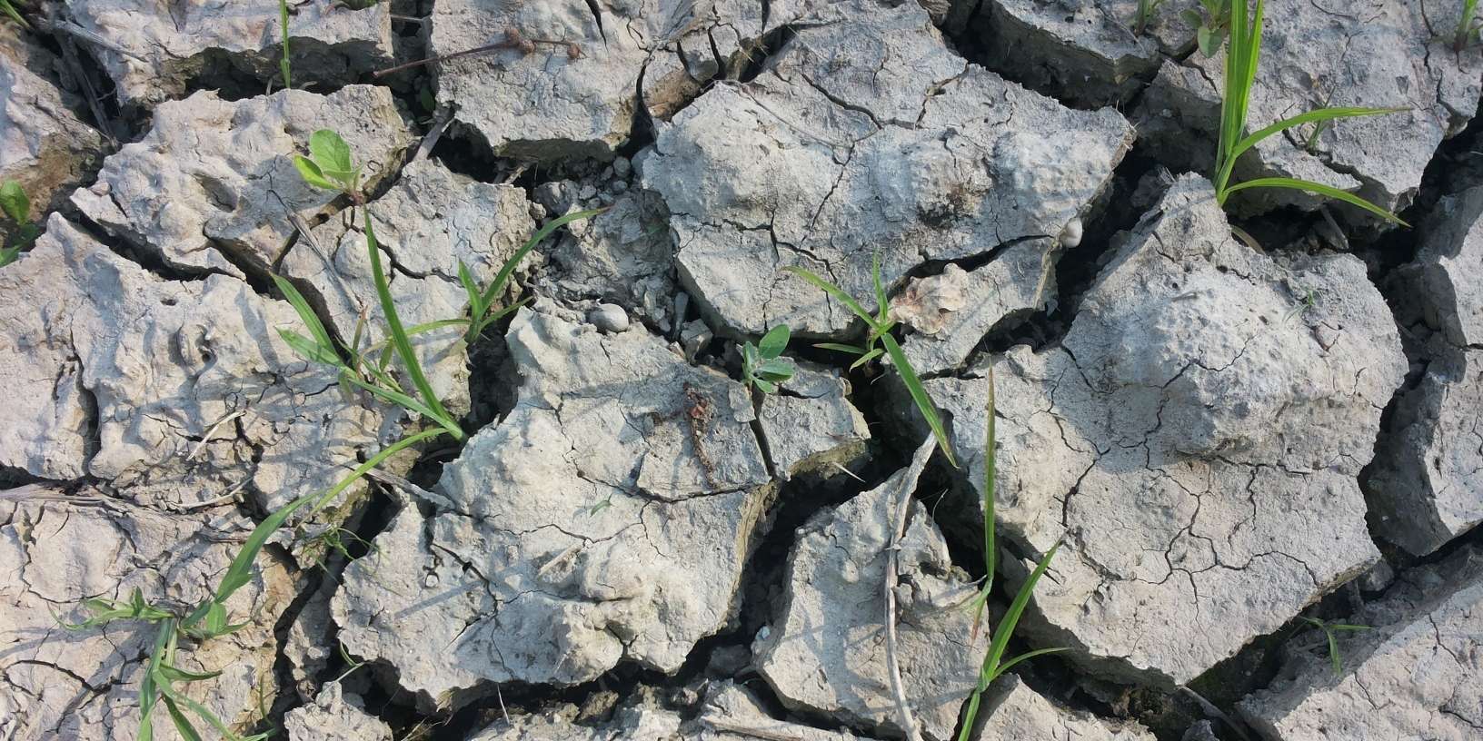 Trockenrisse_nah.jpg © BWSB/Wallner