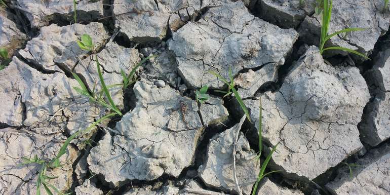 Trockenrisse_nah.jpg © BWSB/Wallner