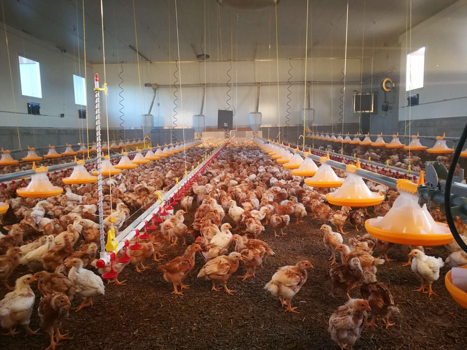 Hühnermast@Martin Jernej.jpg © Martin Jernej