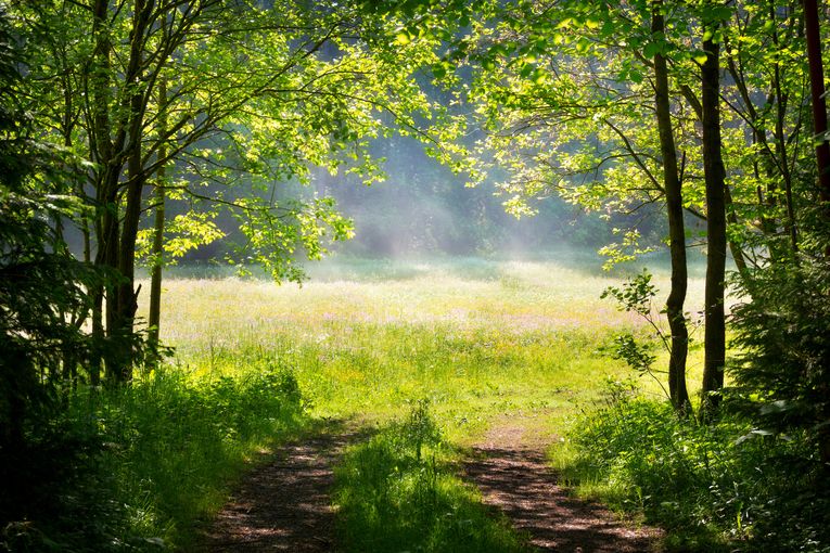 AdobeStock_Waldwiese A.N.Foto-207159859.jpg © stock.adobe.com