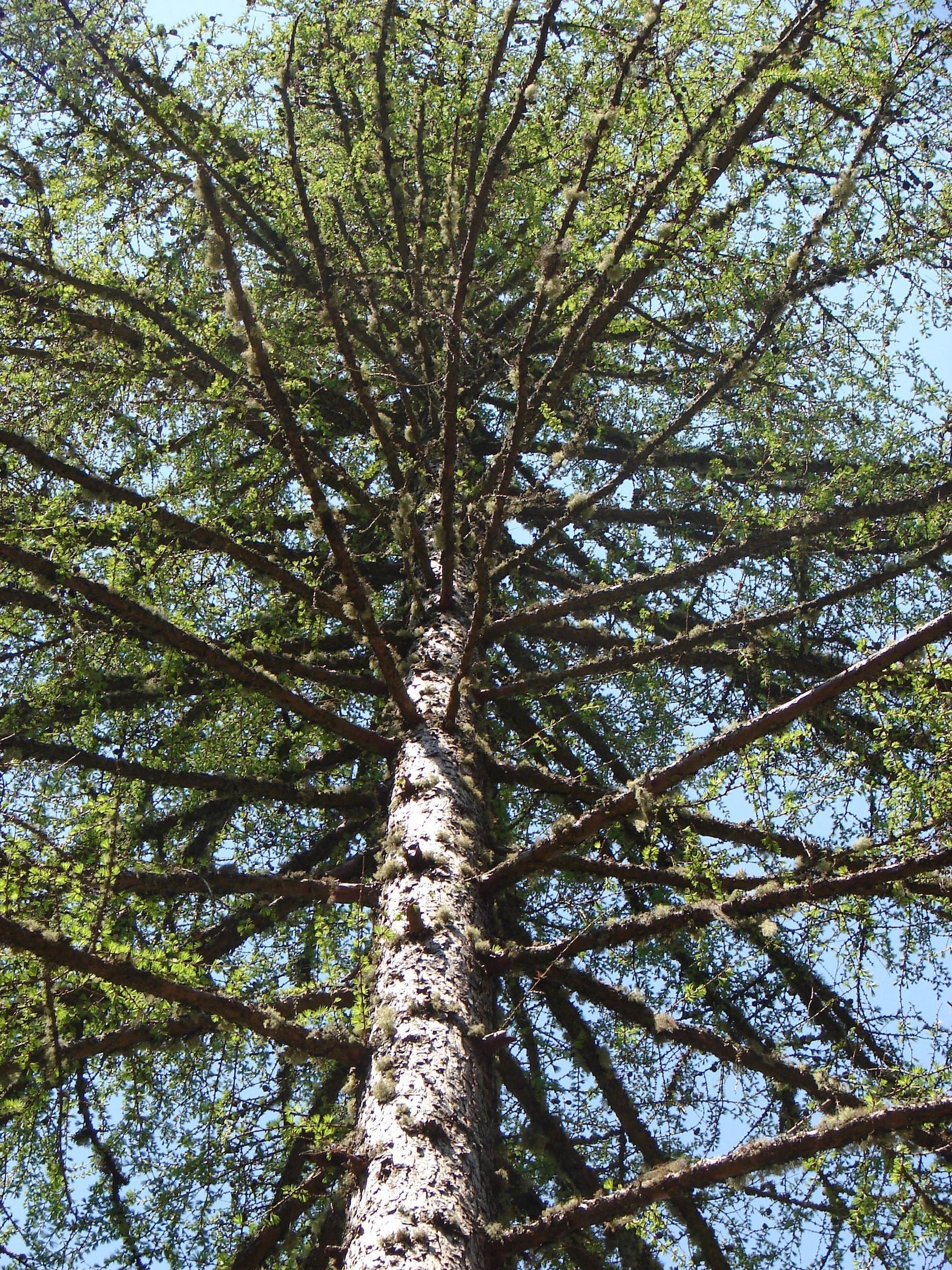 Lärche 2.jpg © LK Kärnten/Schaschl