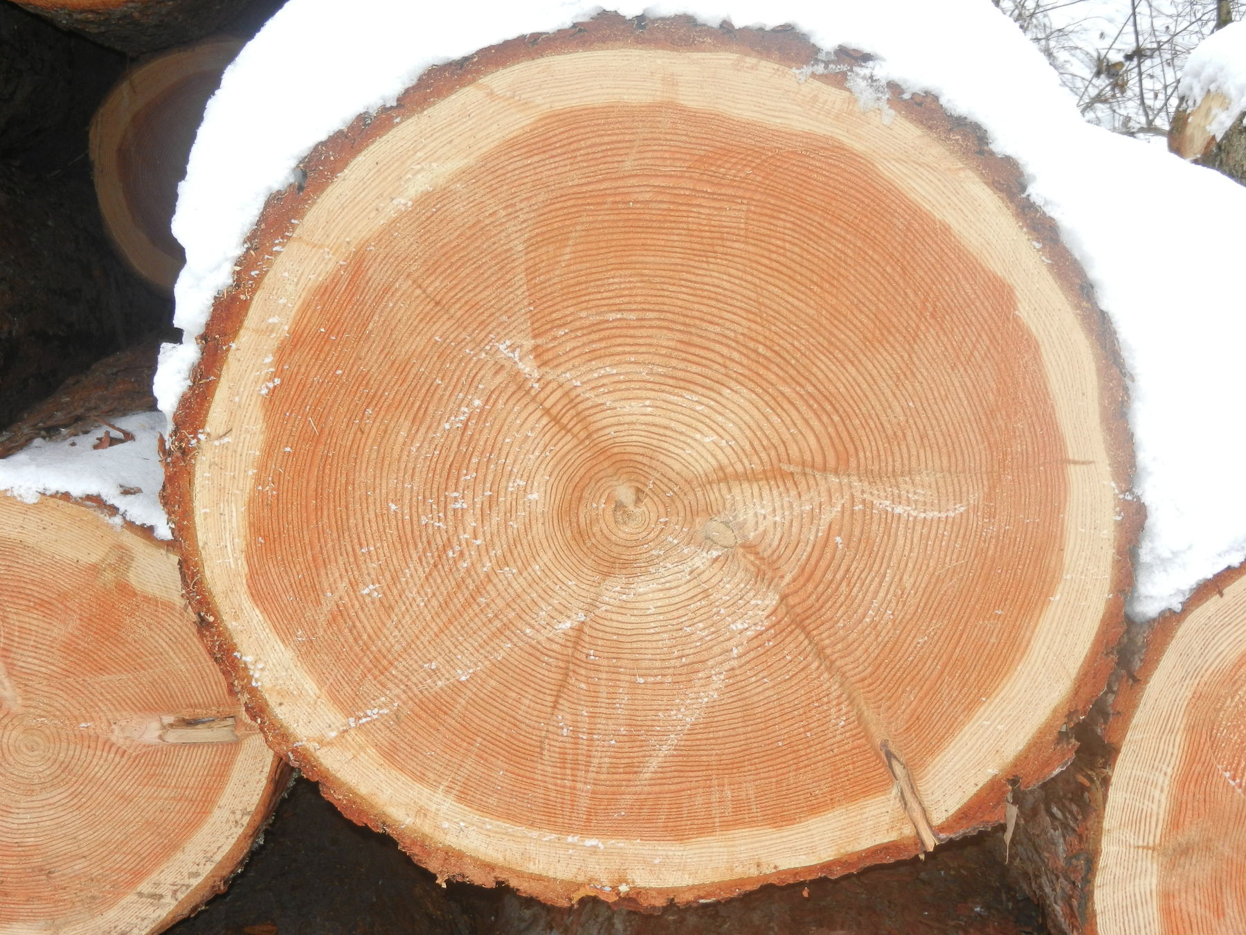 Lärchenstamm.jpg © LK Kärnten/Schaschl