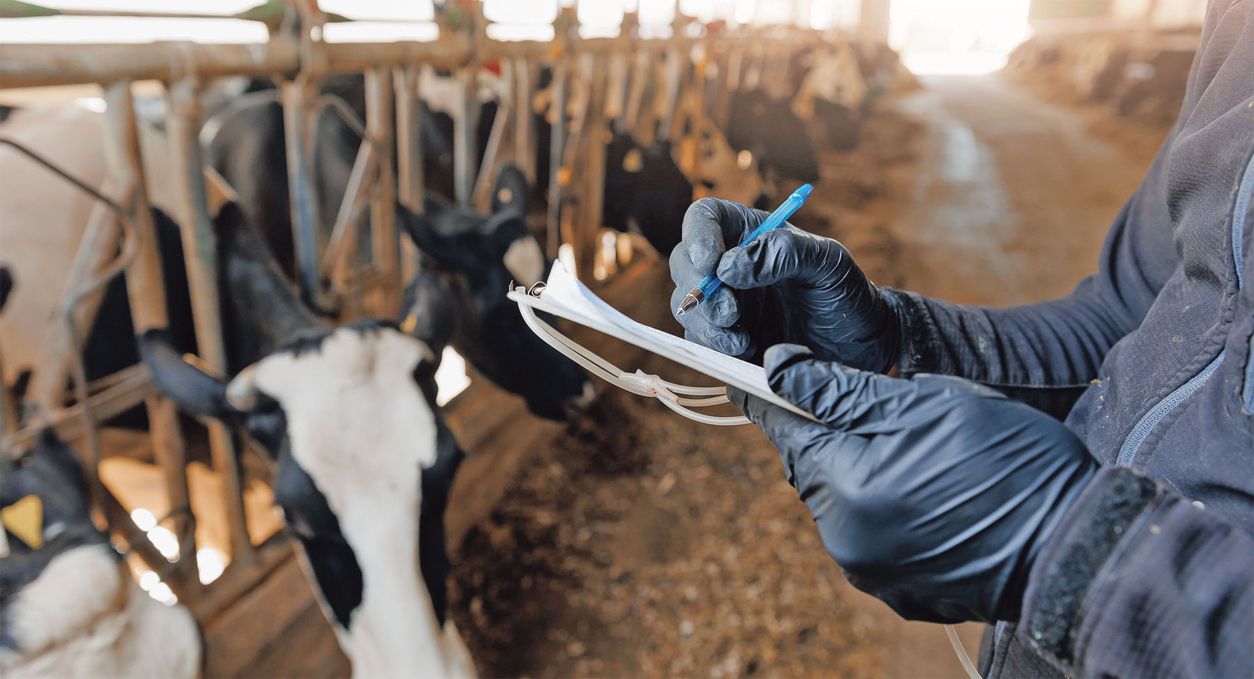 BT.jpg © Adobe Stock