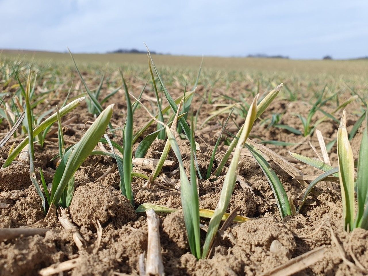 Sommerbraugerste_herbstanbau_frostschaden_avus_steinabrunn_sh11_HaraldSchally.jpg © Harald Schally/LK Niederösterreich