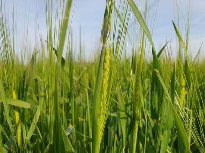 Winterbraugerste.jpg © Harald Schally/LK Niederösterreich