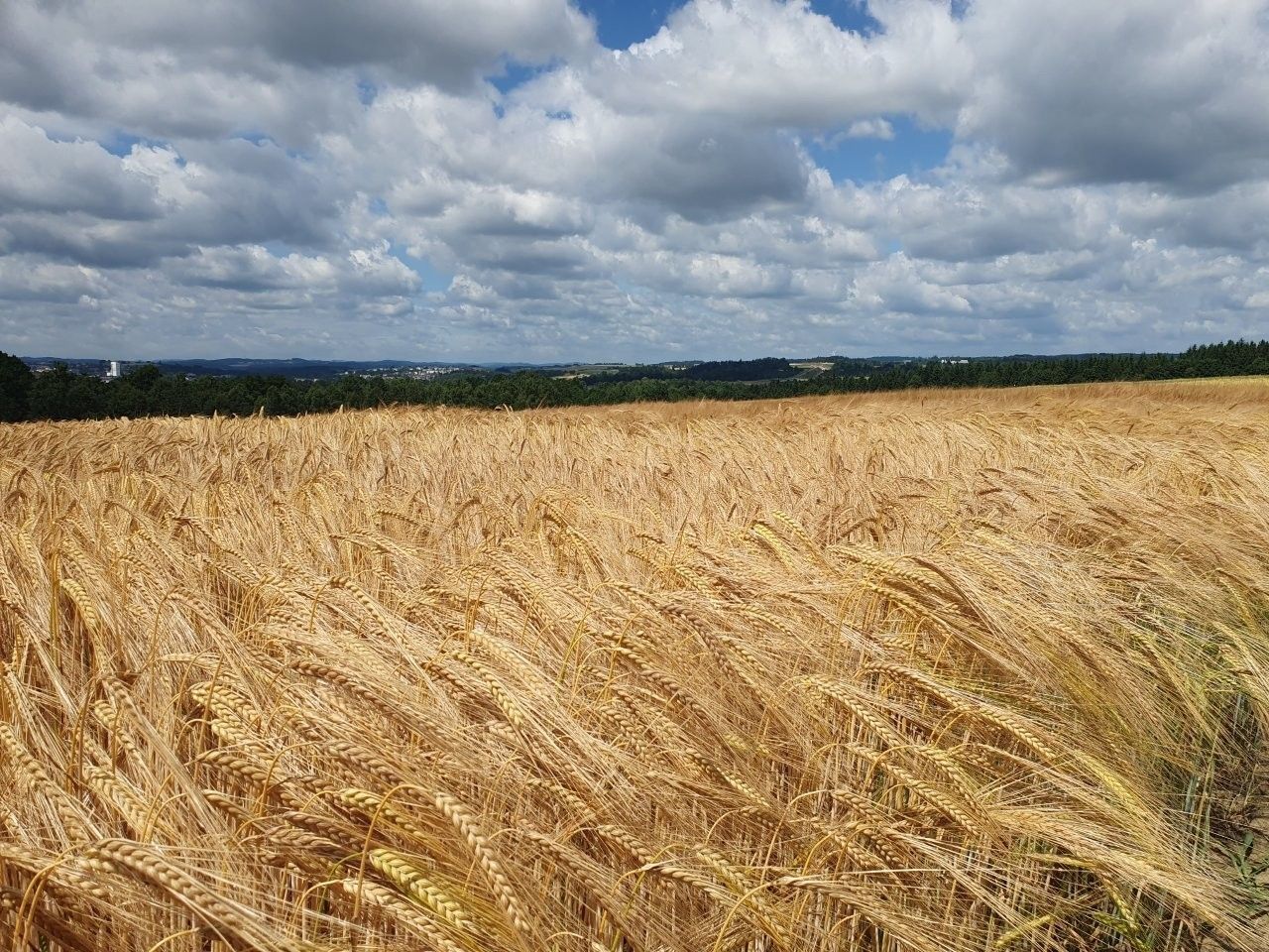 Reifer gerstenbestand_edelhof.jpg © Harald Schally/LK Niederösterreich