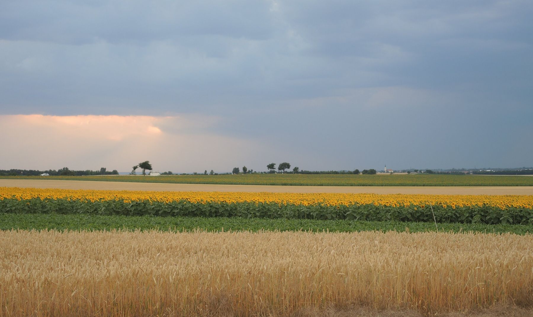 preview-print-large-Weinviertler_Landschaft_Getreide_blühende_Sonnenblumen_dunkleWolken_Kirchturm_2154Altenmarkt_22062018_(c)AndreaUhl_BBKMistelbach(c)Andrea Uhl-LK Niederösterreich.jpg © Andrea Uhl/LK Niederösterreich