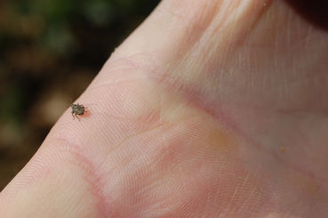 Raps_gefleckte kohltriebrüssler_bezirk melk_sh16(c)Harald Schally-LK Niederösterreich Kopie.jpg © Harald Schally/LK Niederösterreich