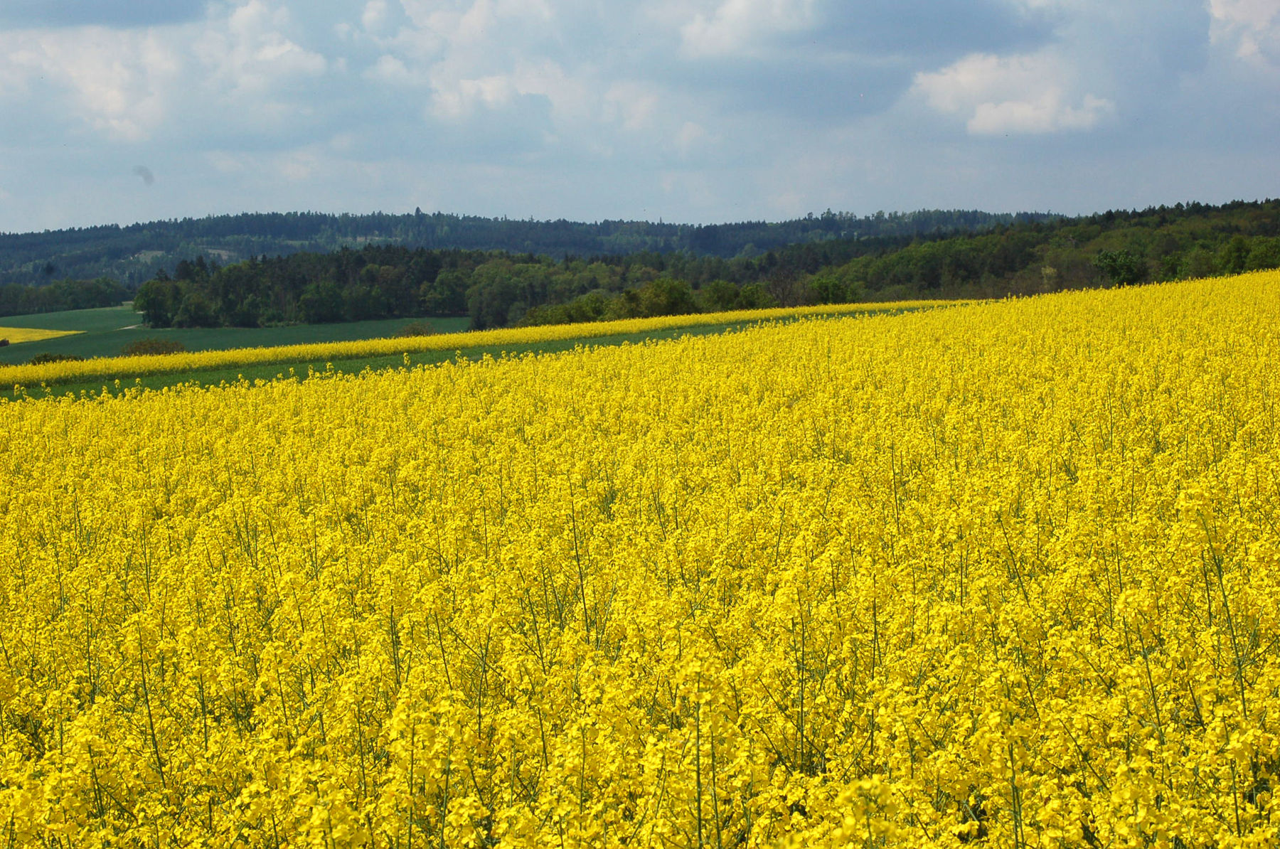 14_5_raps_blüte_grübern_sh16(c)Harald Schally-LK Niederösterreich.jpg © Harald Schally/LK Niederösterreich