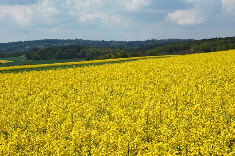 14_5_raps_blüte_grübern_sh16(c)Harald Schally-LK Niederösterreich.jpg © Harald Schally/LK Niederösterreich