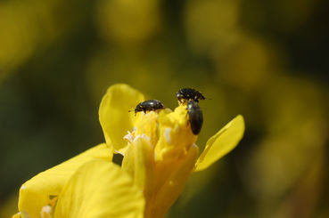 14-mai-raps-glanzkäfer-gruppe-maissau-sh1(c)Harald Schally-LK Niederösterreich.jpg © Harald Schally/LK Niederösterreich