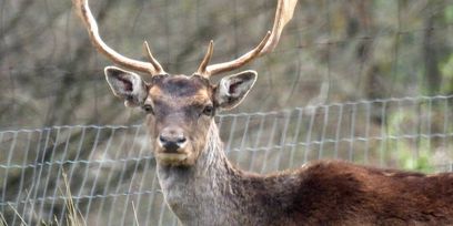 Damwild © Susanna Teufl, LK Niederösterreich