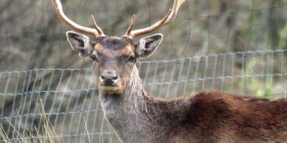 Damwild © Susanna Teufl, LK Niederösterreich