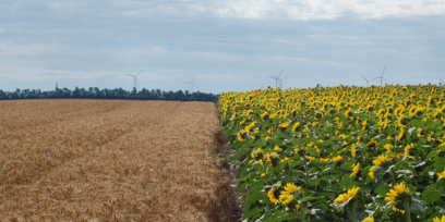 Sonnenblume Weizen Bullendorf © Harald Schally, LK NÖ