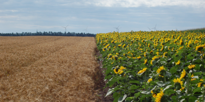 Sonnenblume Weizen Bullendorf © Harald Schally, LK NÖ
