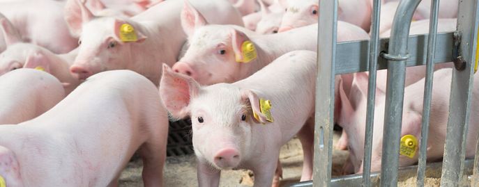 Schweinehaltung © FRAUKOEPPL