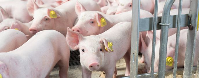 Schweinehaltung © FRAUKOEPPL