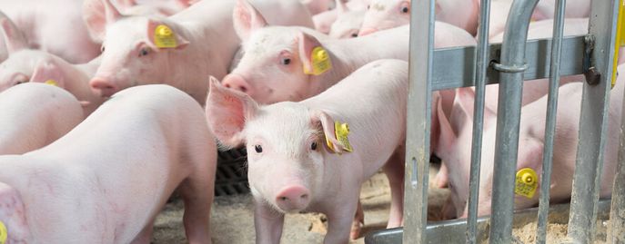 Schweinehaltung © FRAUKOEPPL