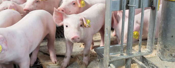 Schweinehaltung © FRAUKOEPPL