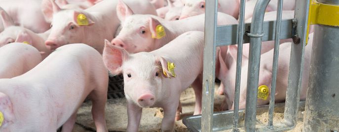 Schweinehaltung © FRAUKOEPPL