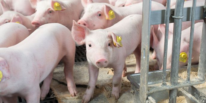 Schweinehaltung © FRAUKOEPPL