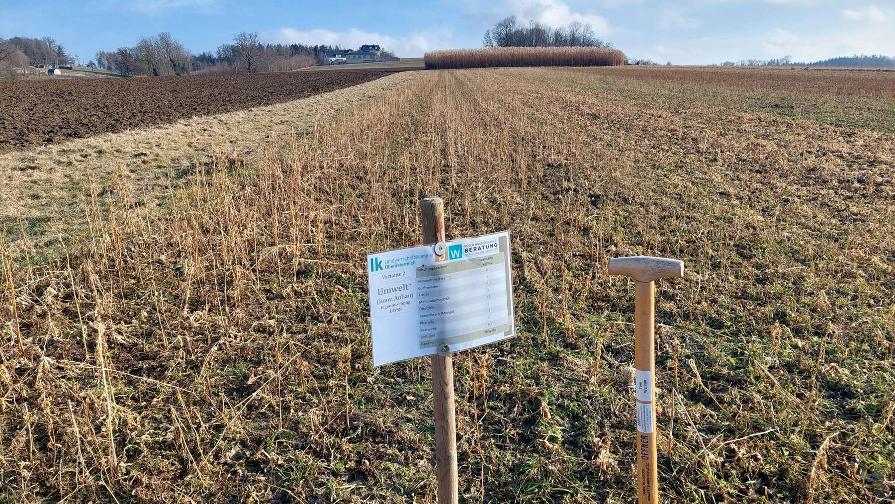 Eindrücke von unserem Zwischenfruchtversuch an der HLBLA St. Florian, 6. Februar 2026