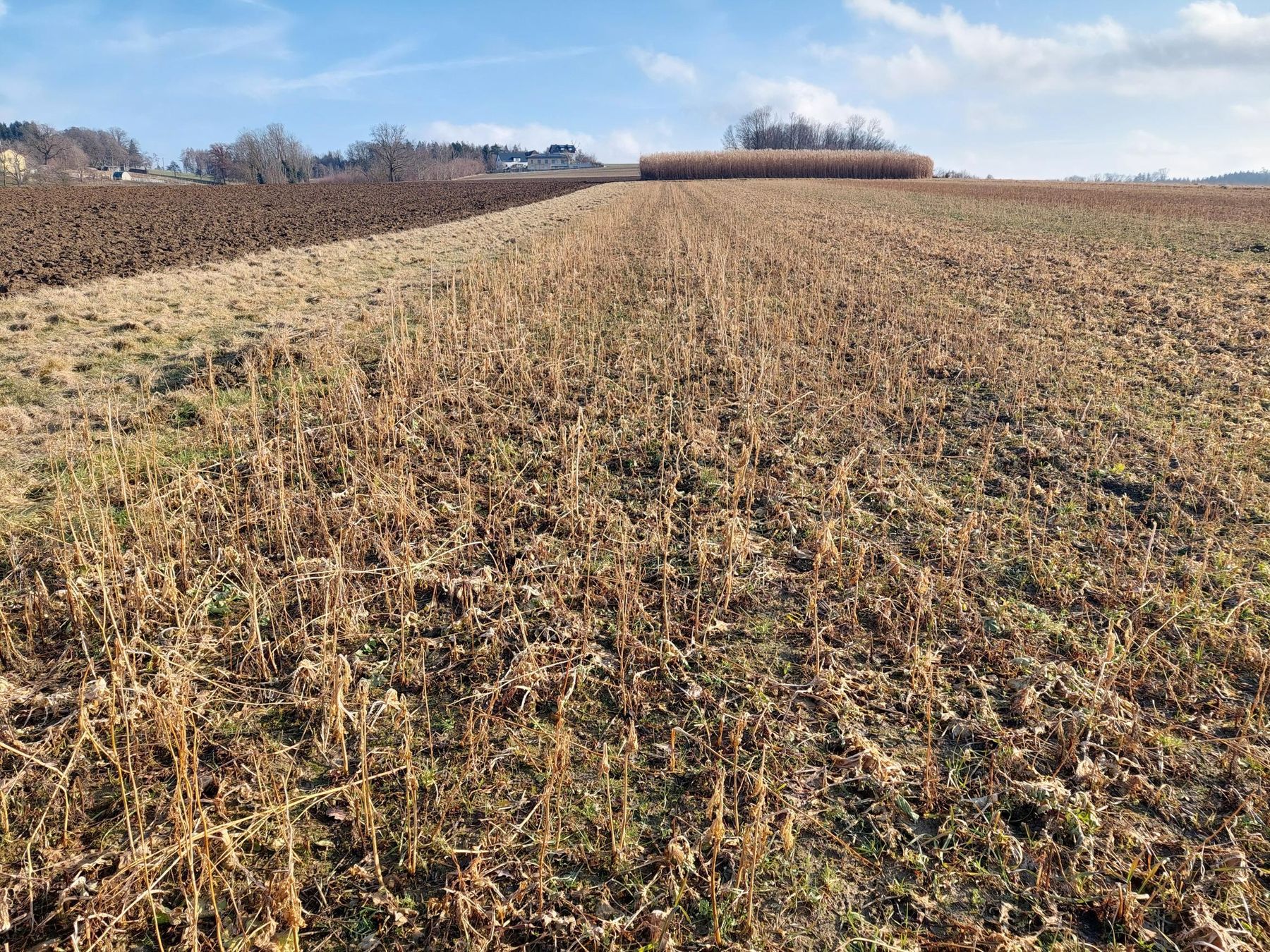 Die Zwischenfrüchte sind - mit Ausnahme der winterharten Komponenten - vollständig abgefrostet. Von der Bodenstruktur am besten zeigt sich die BWSB-Eigenmischung "Winterstrong" bestehend aus 5 kg Perko (Winterrübsen), 2,5 kg Ramtillkraut, 1,5 kg Kresse und jeweils 2 kg Weißklee und Spitzwegerich dicht gefolgt von der Variante "Bodenfreund". Alle Zwischenfrüchte haben wieder Großartiges geleistet und eine top Bodenstruktur aufgebaut. Wichtig für heuer: boden- und wasserschonende Bearbeitung! © BWSB/Wallner
