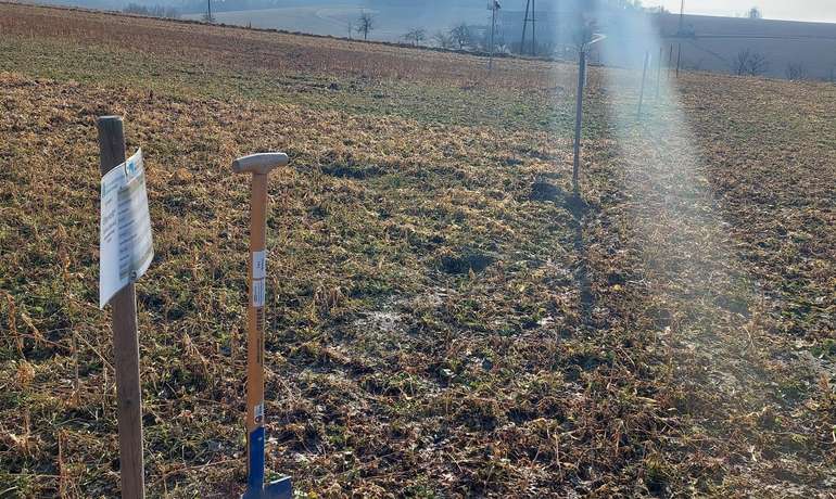 Zwischenfruchtversuch St. Florian im Überblick .jpg © BWSB/Wallner