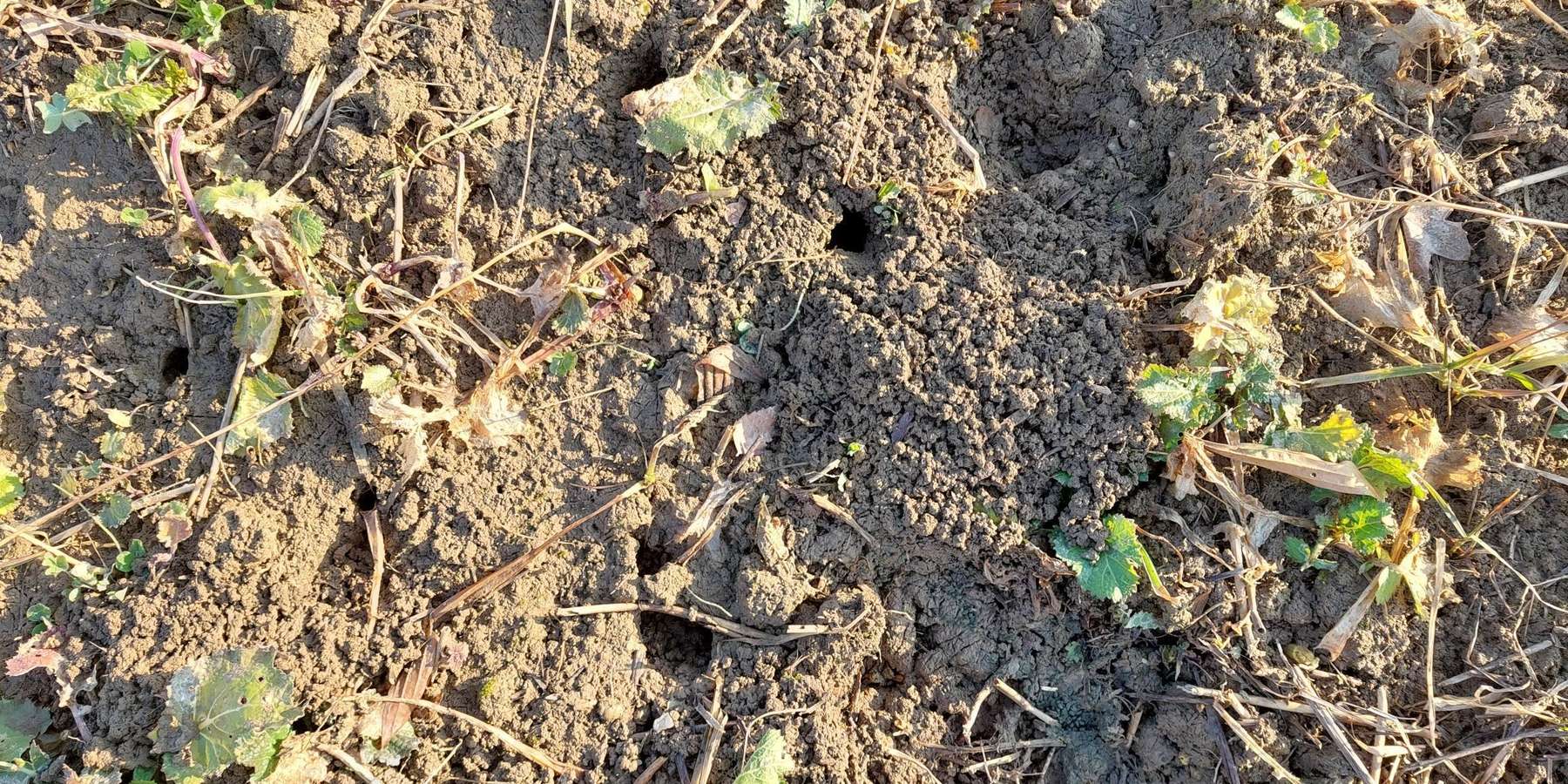 Mäuse sind im Anmarsch! Sitzstangen für Greifvögel aufstellen!.jpg © BWSB/Wallner