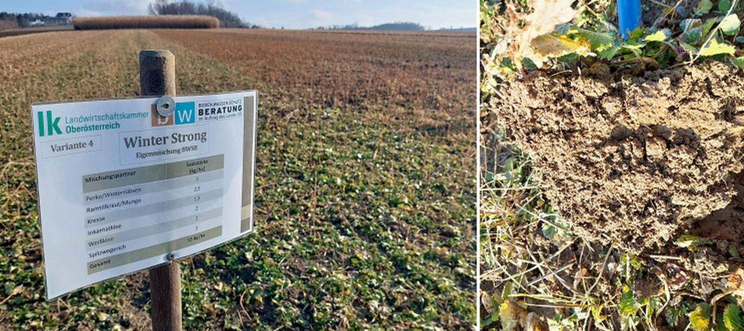 Variante Winter Strong_Beste Bodenstruktur.jpg © BWSB/Wallner