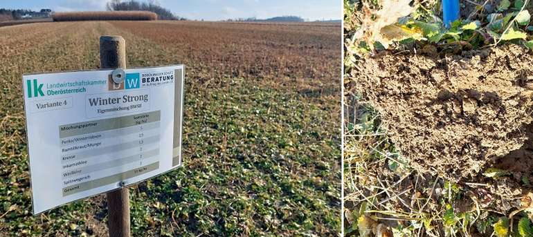 Variante Winter Strong_Beste Bodenstruktur.jpg © BWSB/Wallner