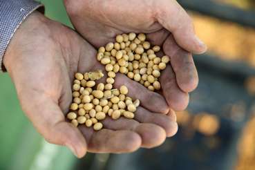 Sojabohnen frisch geerntet in der Hand.jpg © Weinfranz