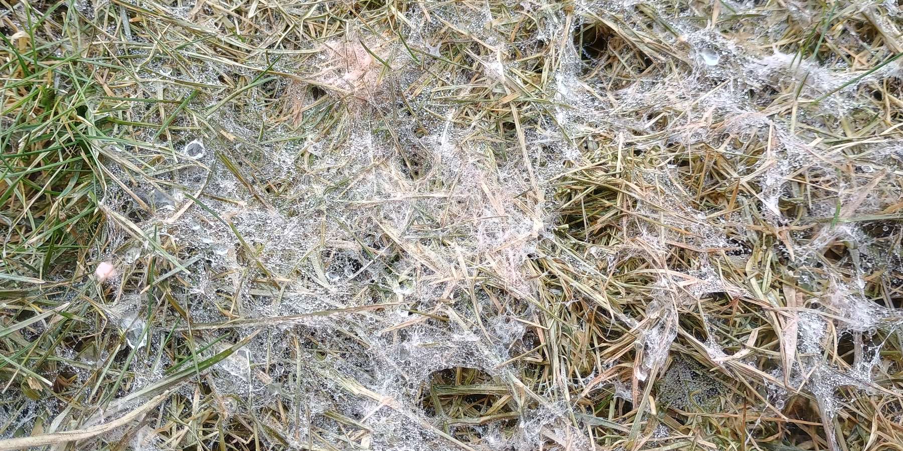 Schneeschimmel.jpg © LK OÖ/Fritscher