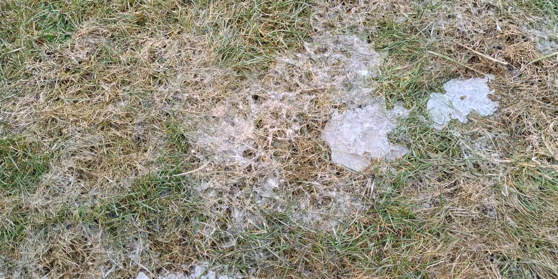 Schneeschimmel.jpg © LK OÖ/Fritscher