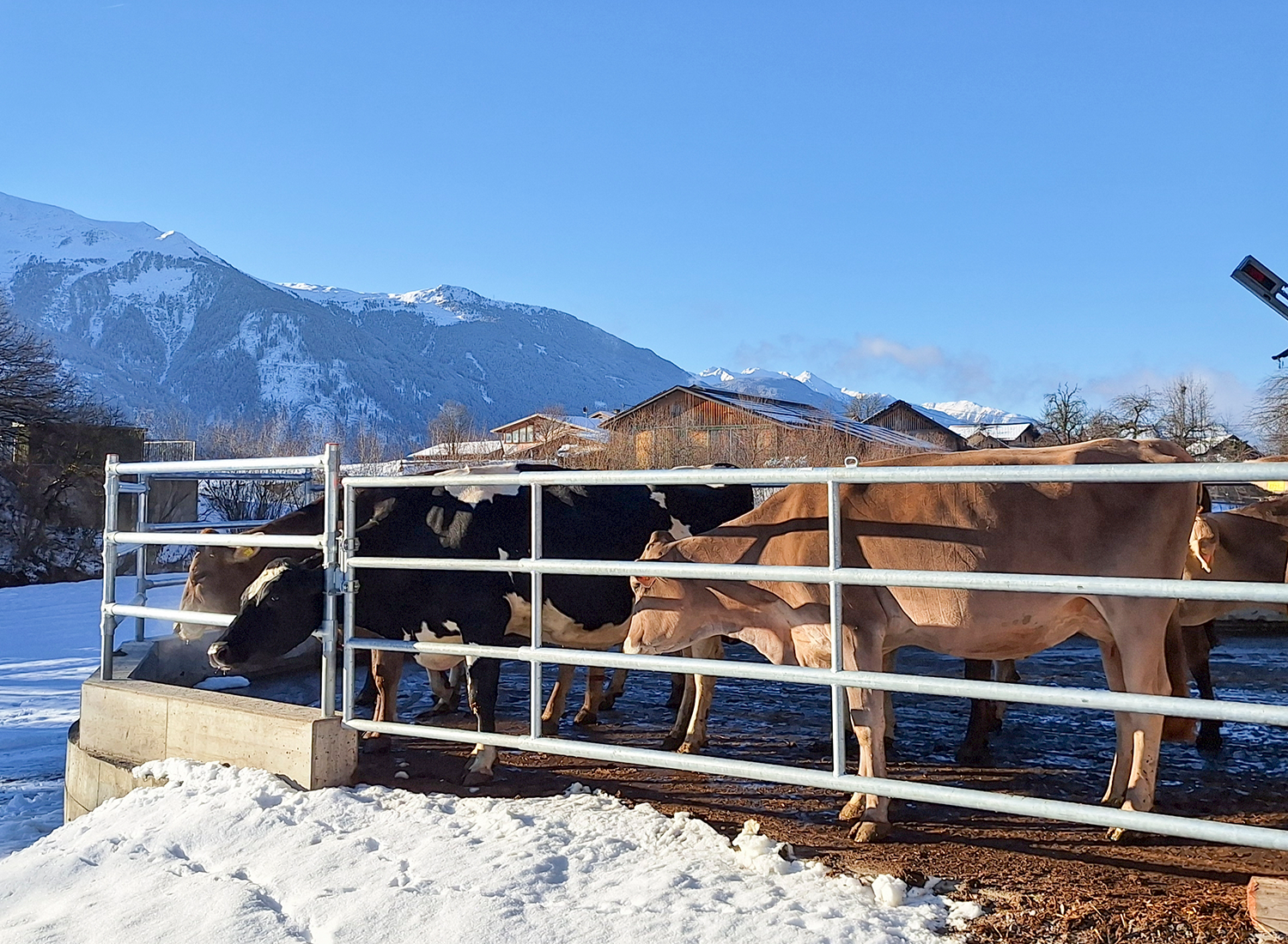 Auslauf für Kühe mit Kühen © Schießling