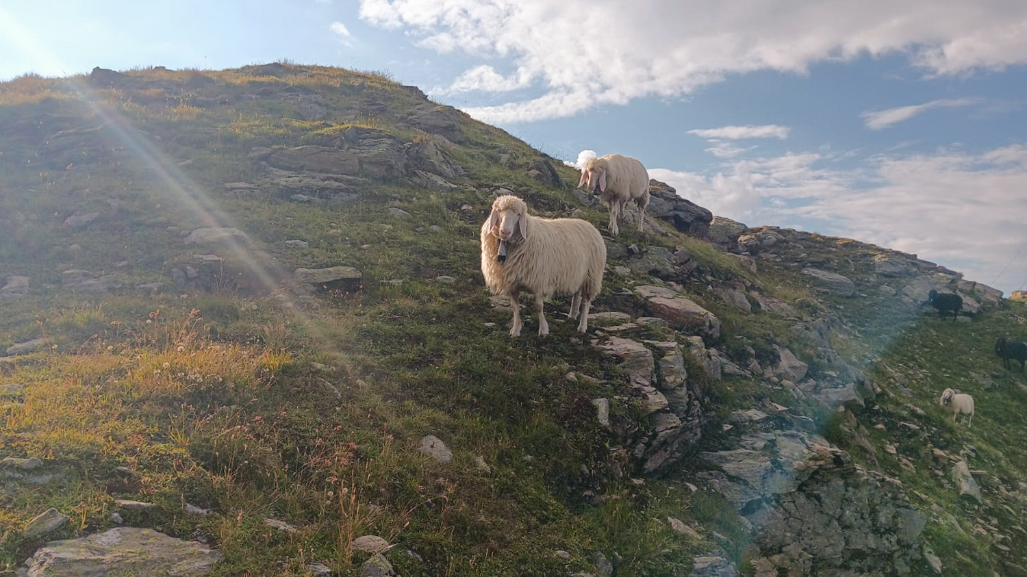 Schafe auf der Almweide © LK Tirol