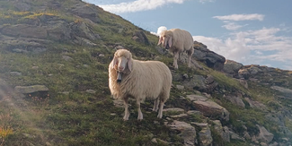 Alm Schafe (c) LK Tirol Kopie © LK Tirol