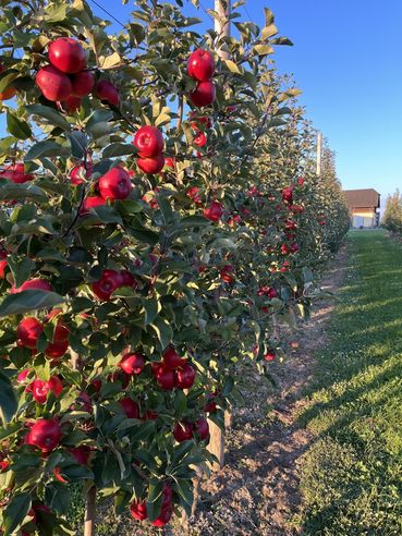 Bild2_Stockingergut_Obstbäume.jpg © Stockingergut