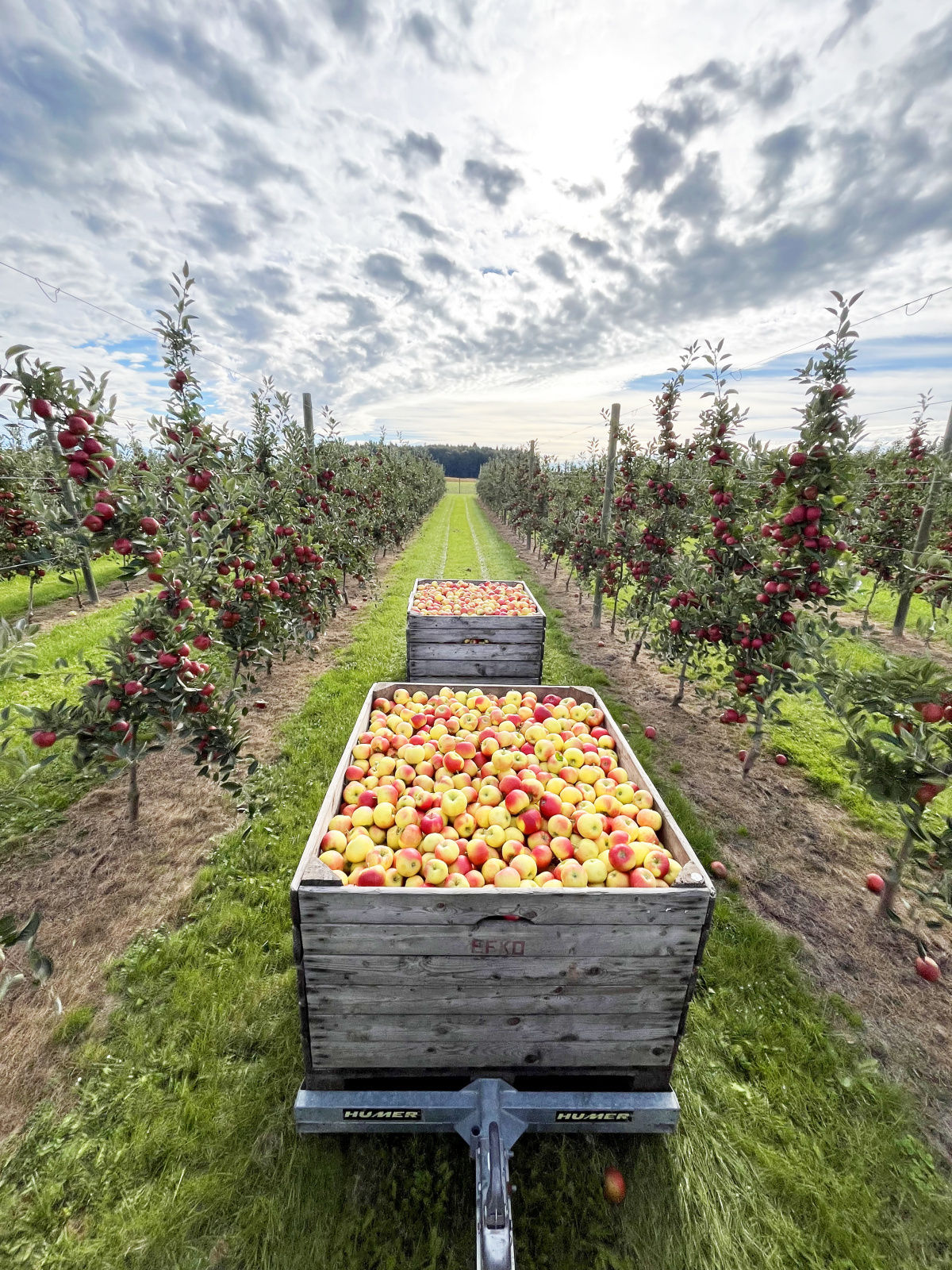 Bild5_Stockingergut_Apfelernte b.jpg © Stockingergut