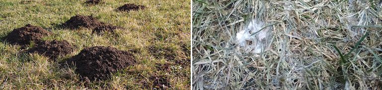 Frühjahr Grünland © LK OÖ/Fritscher