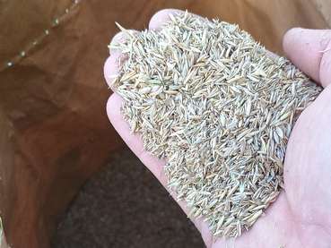 Saatgut.jpg © LK OÖ/Fritscher