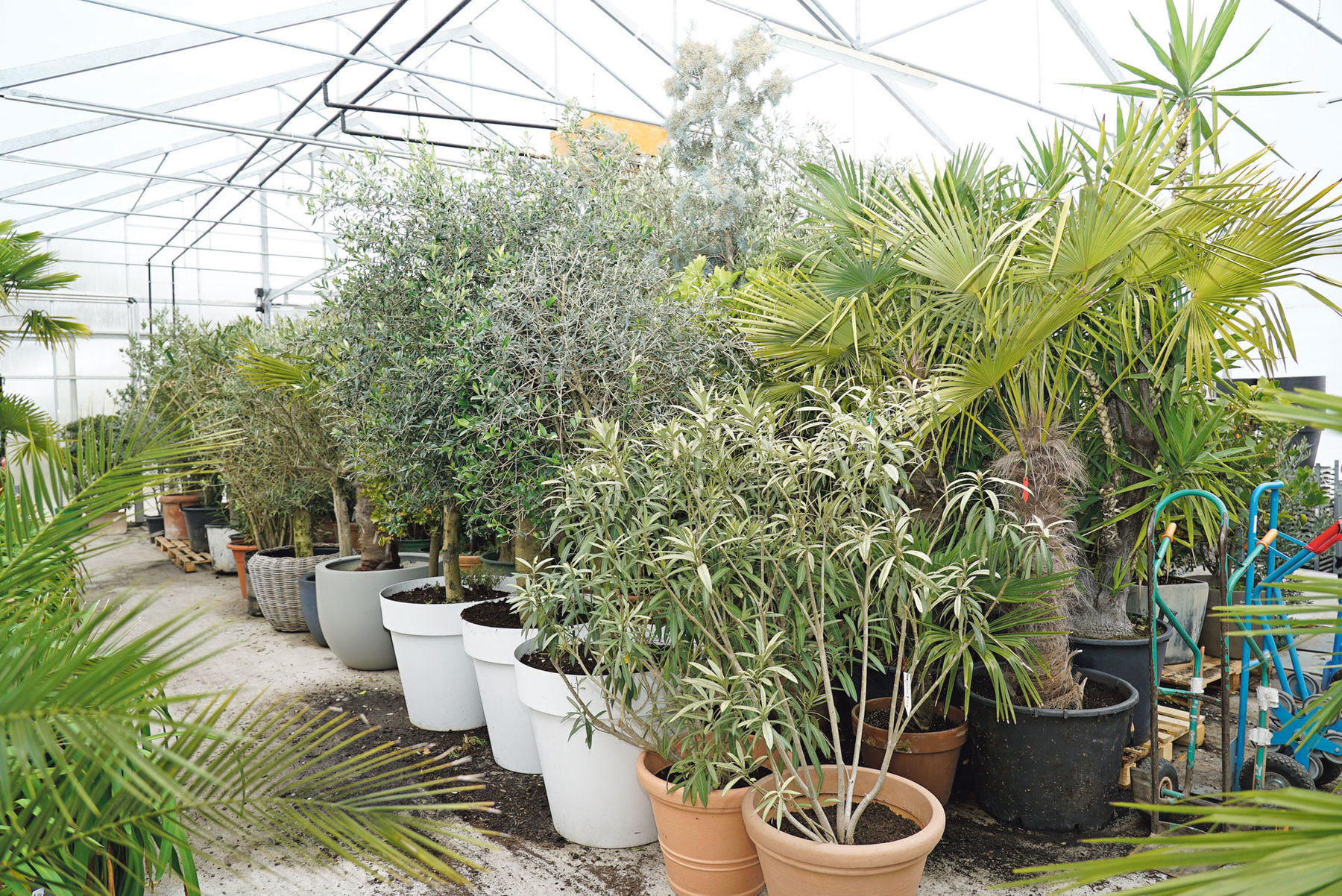 Pflanzen bedeuten emotionale Werte.jpg © Hatheier