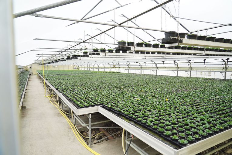 Pflanzen bedeuten emotionale Werte.jpg © Hatheier