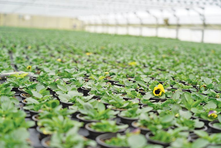 Pflanzen bedeuten emotionale Werte.jpg © Hatheier