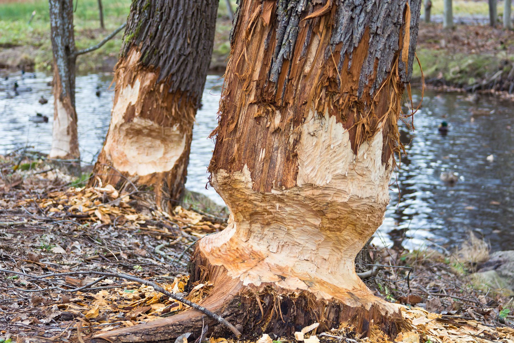 Biber.jpg © AdobeStock