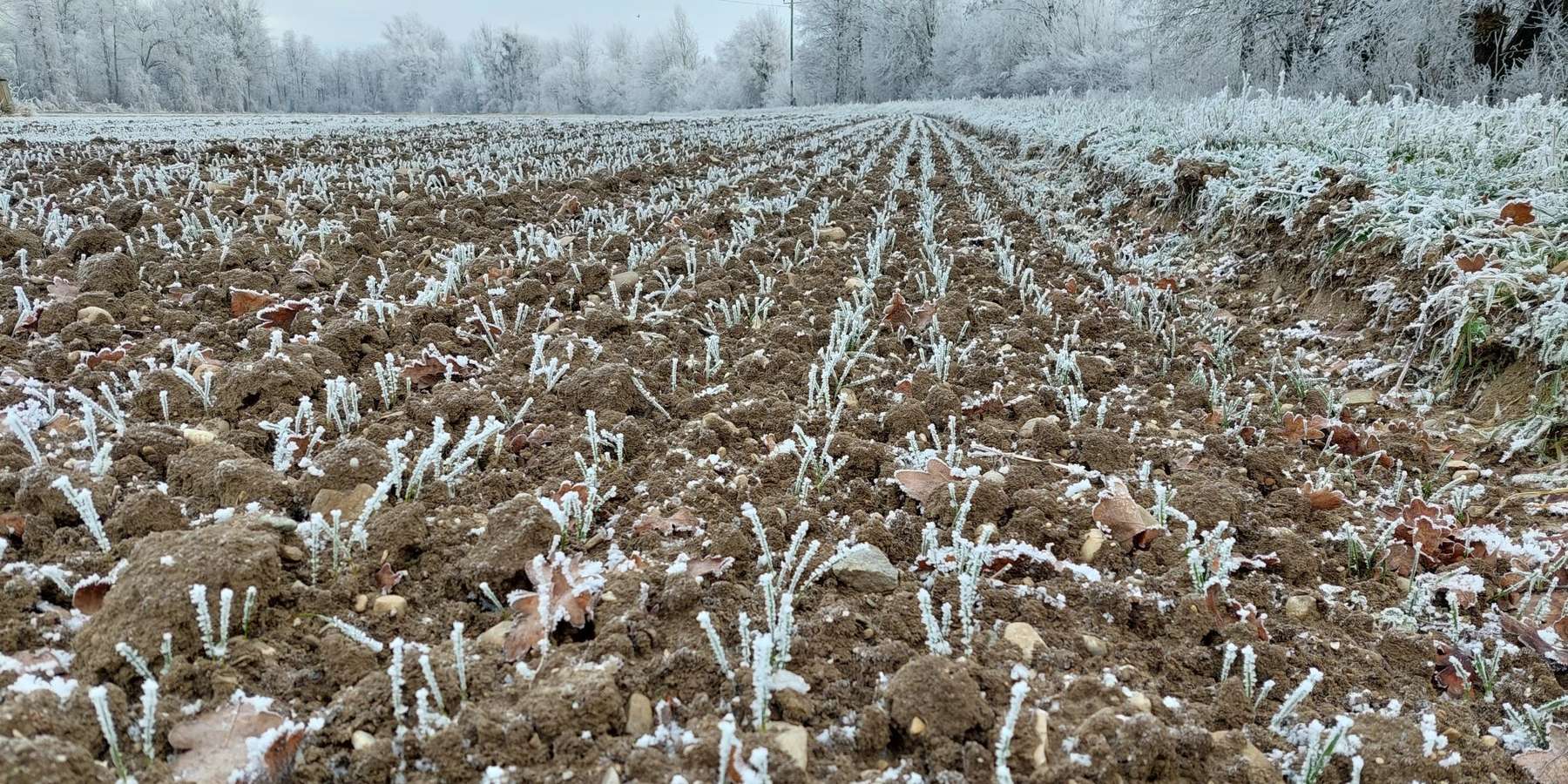 Winterweizen Raureif.jpg © BWSB/Wallner