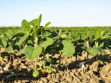 Soja.jpg © agrarfoto.com