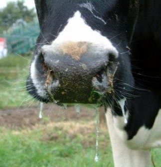 Symptome Blauzunge (BTV) © Dr. Mark Holsteg, LWK Nordrhein-Westfalen