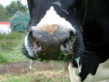 Vermehrter Speichelfluss beim Rind durch Schleimhautläsionen. © Dr. Mark Holsteg, LWK Nordrhein-Westfalen